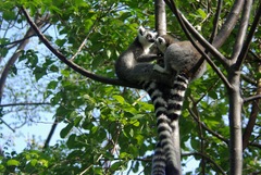 Lemur catta