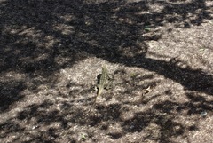 Oplurus quadrimaculatus