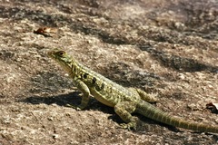 Oplurus quadrimaculatus