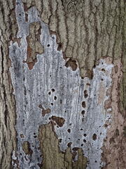 Biscogniauxia atropunctata