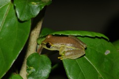 Heterixalus madagascariensis