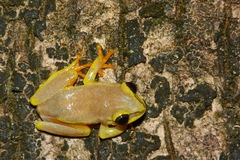 Heterixalus madagascariensis