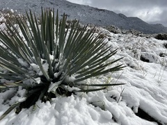 Hesperoyucca whipplei
