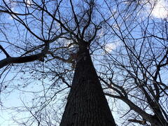 Biscogniauxia atropunctata