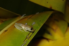 Heterixalus madagascariensis