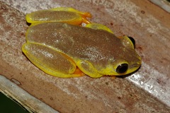 Heterixalus madagascariensis