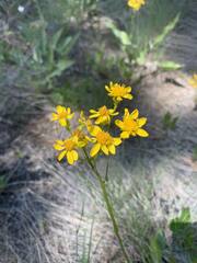 Senecio integerrimus