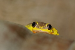 Heterixalus madagascariensis