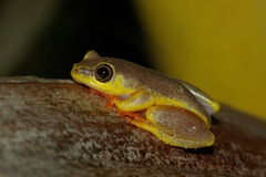 Heterixalus madagascariensis