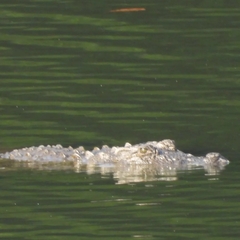 Crocodylus palustris