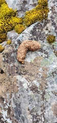 Trichosurus vulpecula