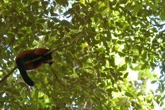 Varecia rubra