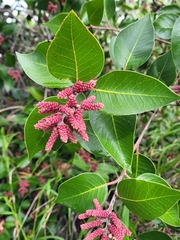 Rhus ovata