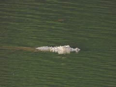 Crocodylus palustris