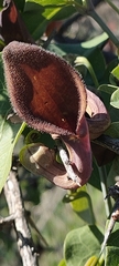 Aristolochia baetica