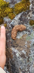 Trichosurus vulpecula