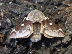 Eriogaster lanestris