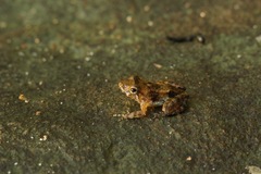 Mantidactylus jonasi