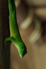 Phelsuma grandis