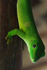 Phelsuma grandis