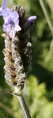 Lavandula multifida