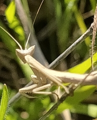 Apteromantis aptera