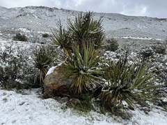 Yucca schidigera
