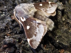 Eriogaster lanestris