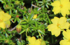 Hibbertia basaltica