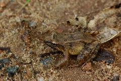 Mantidactylus