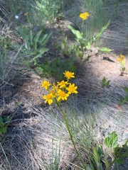 Senecio integerrimus