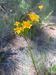 Senecio integerrimus