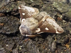 Eriogaster lanestris