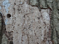 Biscogniauxia atropunctata