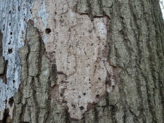 Biscogniauxia atropunctata