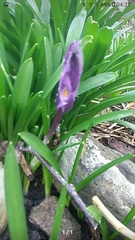 Crocus heuffelianus