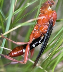 Lissopimpla excelsa