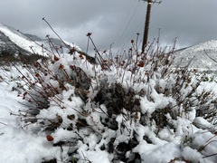 Eriogonum fasciculatum polifolium