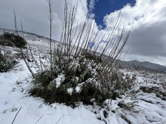 Salvia apiana