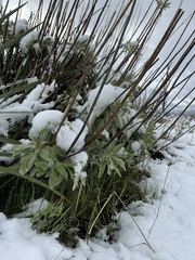 Salvia apiana