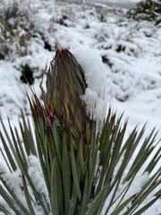 Hesperoyucca whipplei