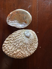 Haliotis midae