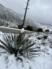 Hesperoyucca whipplei