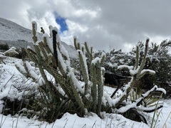 Cylindropuntia ganderi