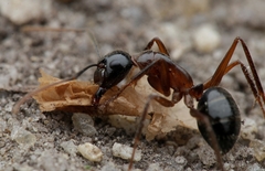 Camponotus terebrans
