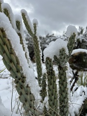 Cylindropuntia ganderi