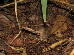 Leptodactylus bolivianus