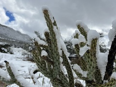Cylindropuntia ganderi