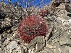 Ferocactus cylindraceus
