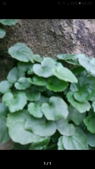 Campanula poscharskyana